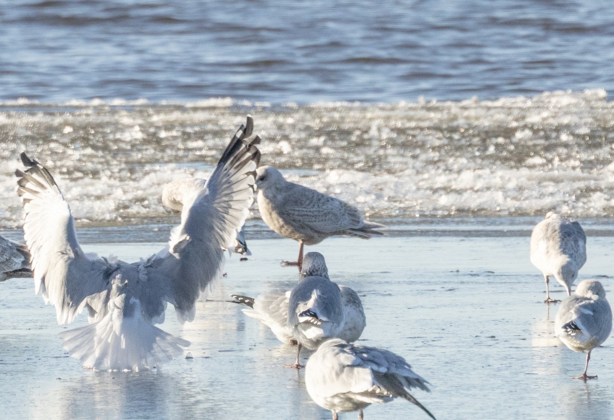Iceland Gull - ML646277373