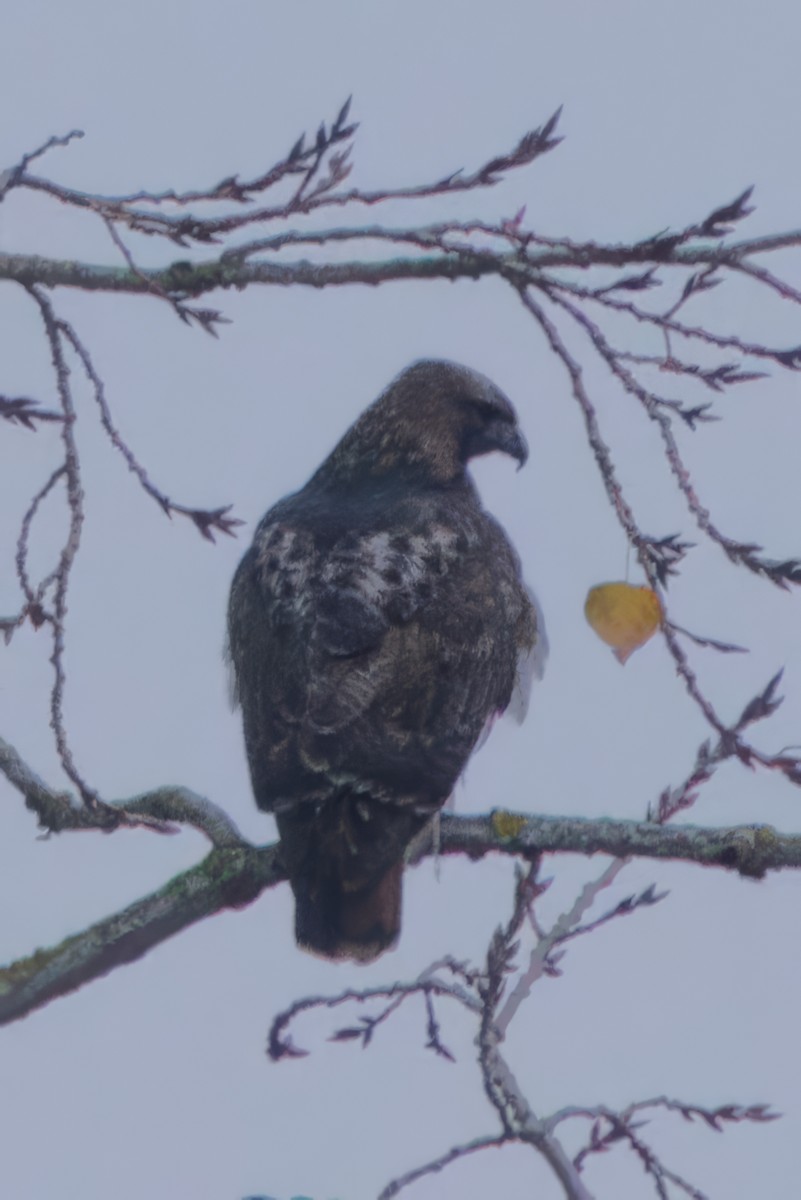 Red-tailed Hawk - ML646277374