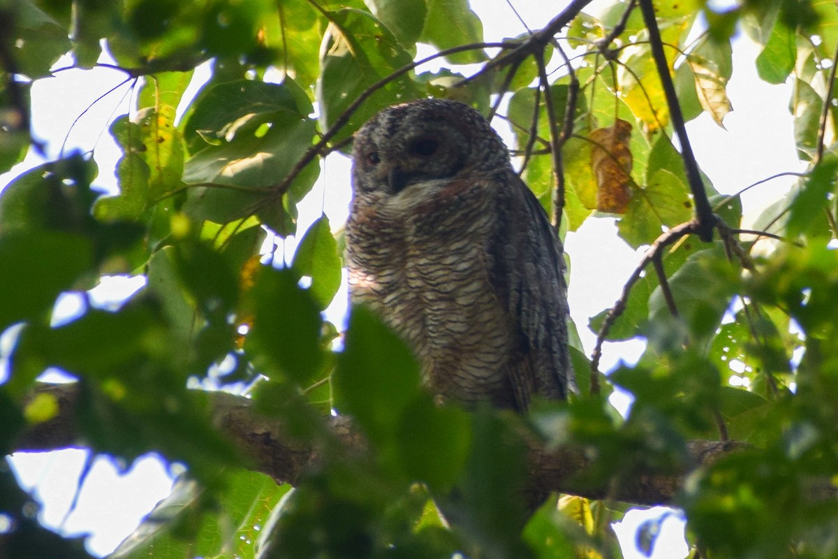 Mottled Wood-Owl - ML646277375