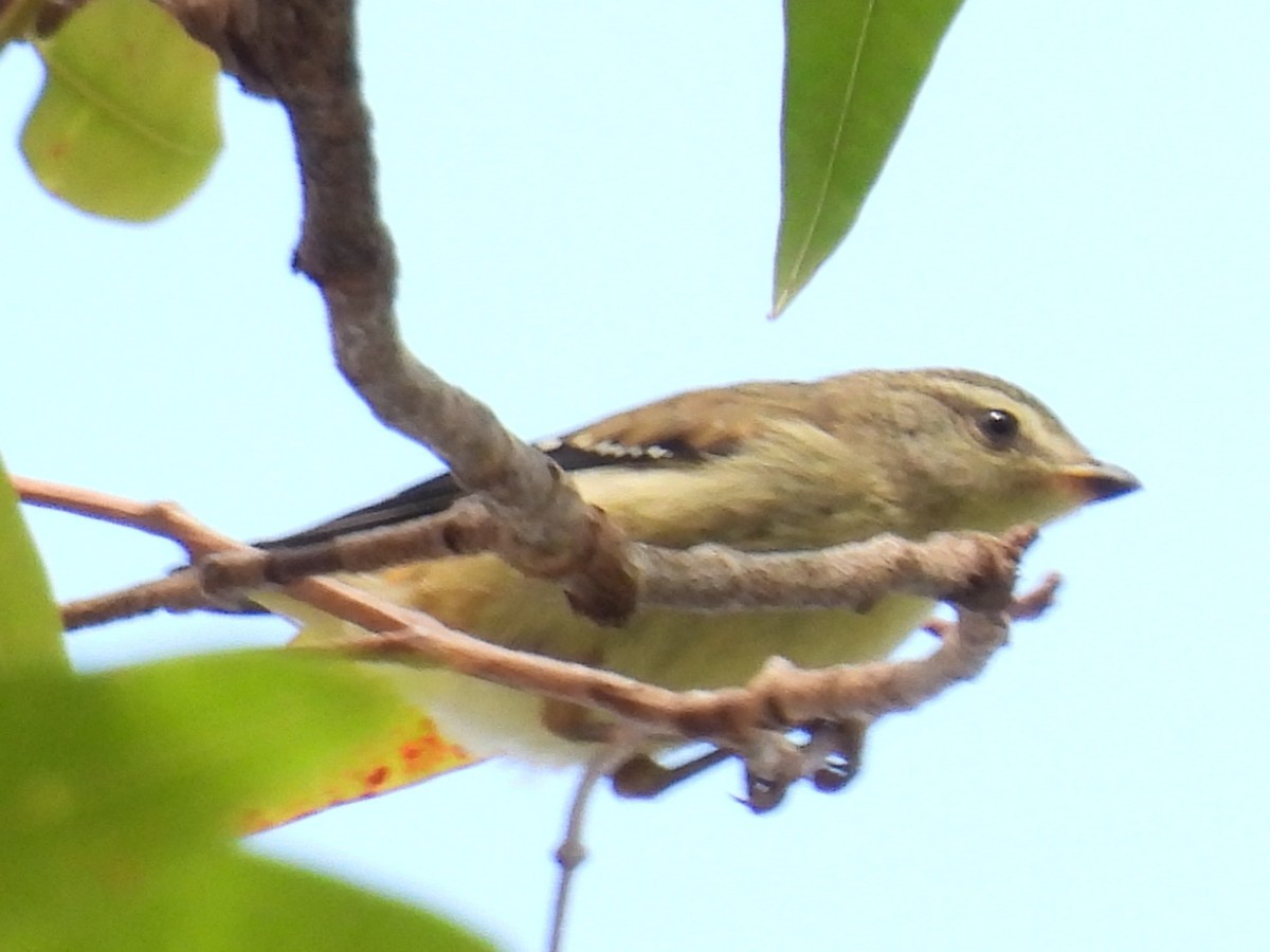 Striated Pardalote - ML646277377