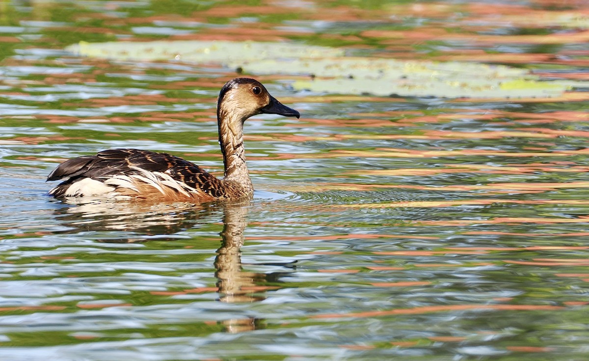 Wandering Whistling-Duck - ML646277378