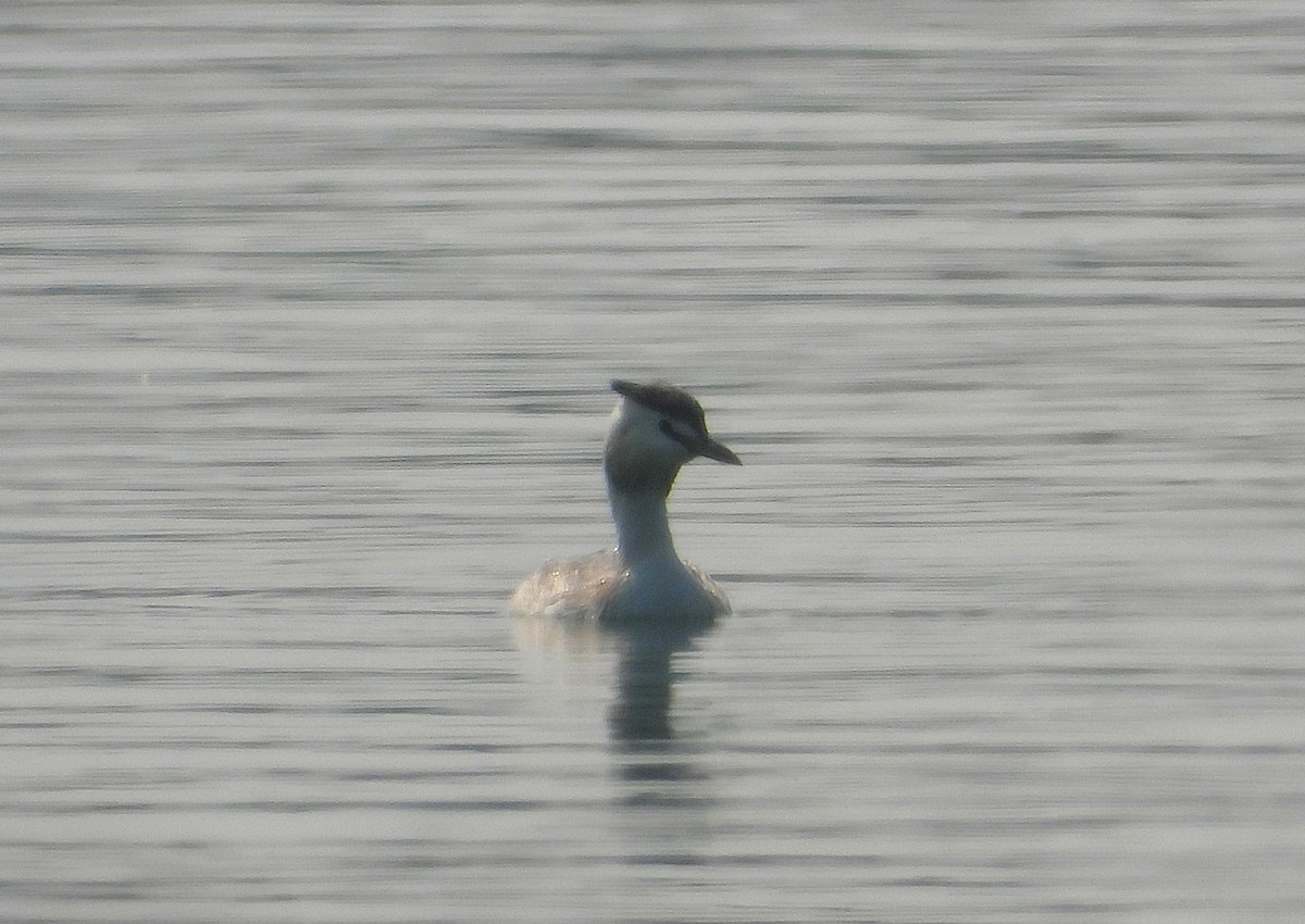 Great Crested Grebe - ML646277384