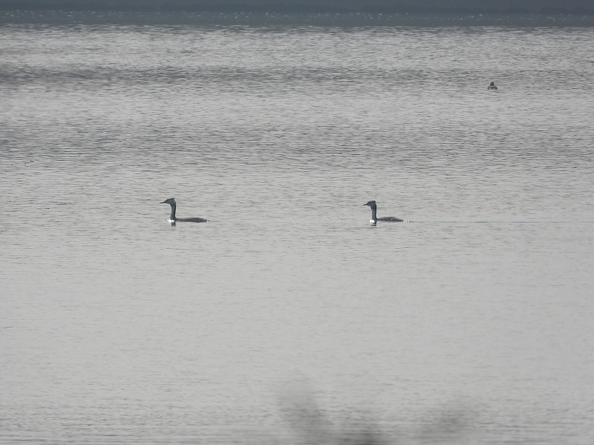 Great Crested Grebe - ML646277385
