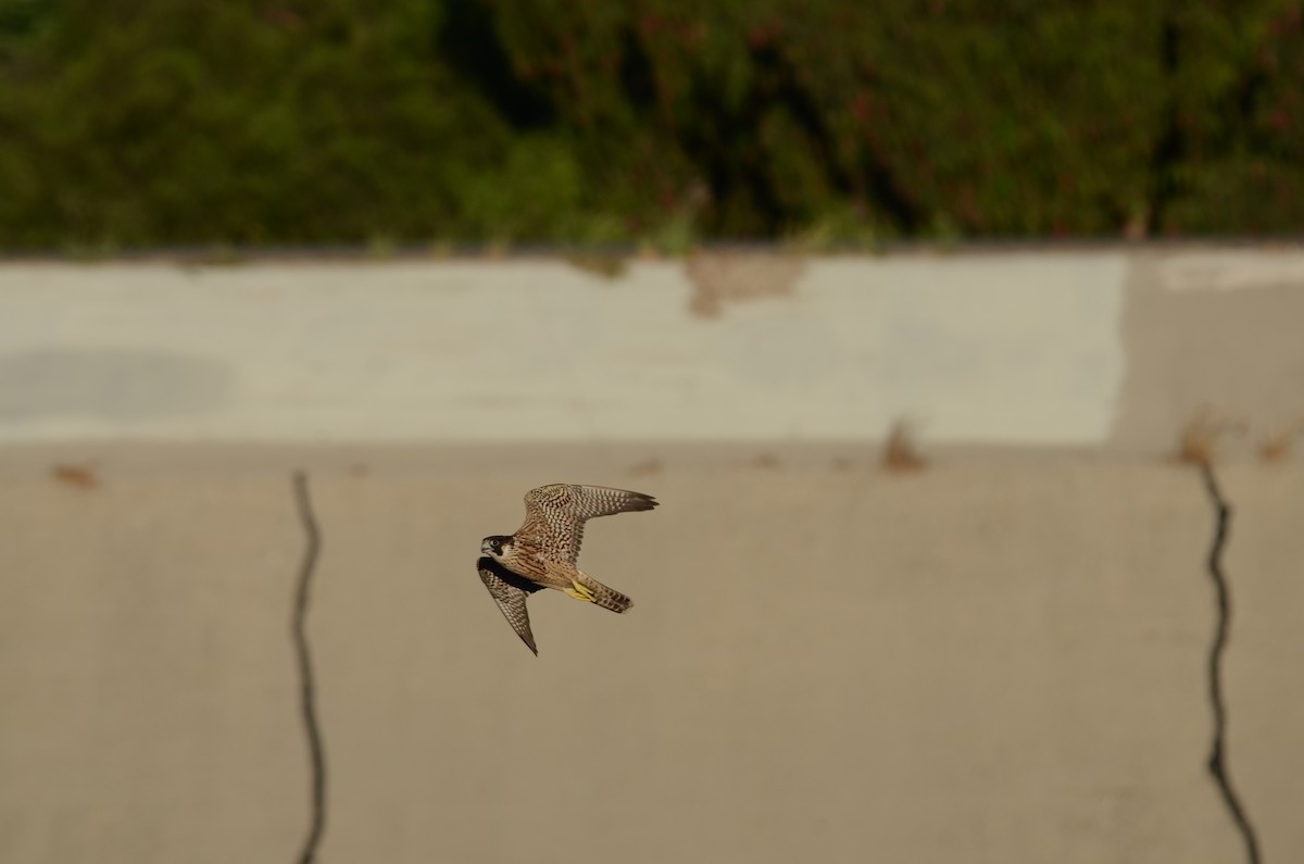 sokol stěhovavý - ML646277386