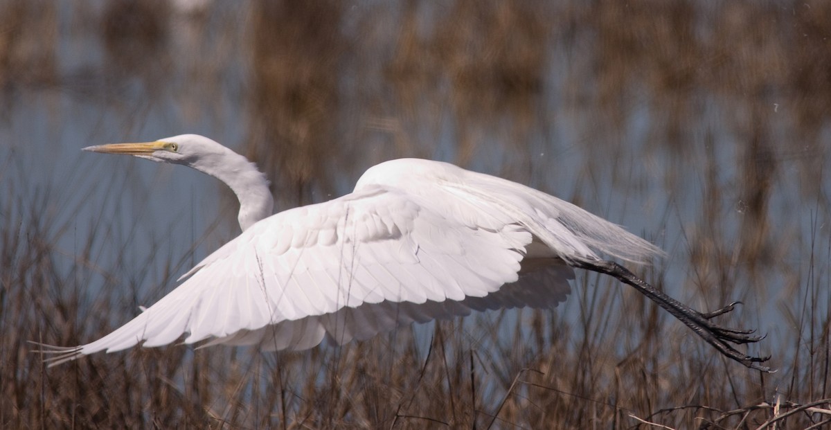 Garceta Grande - ML646277393