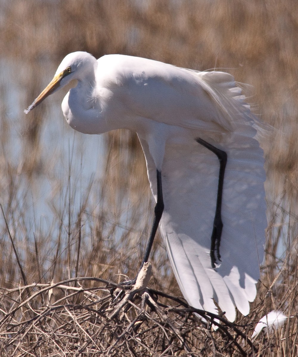 Garceta Grande - ML646277395