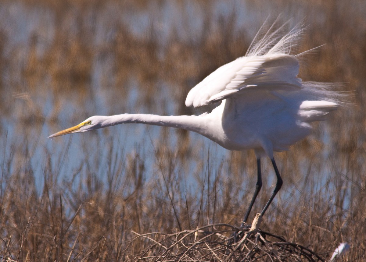 Garceta Grande - ML646277396