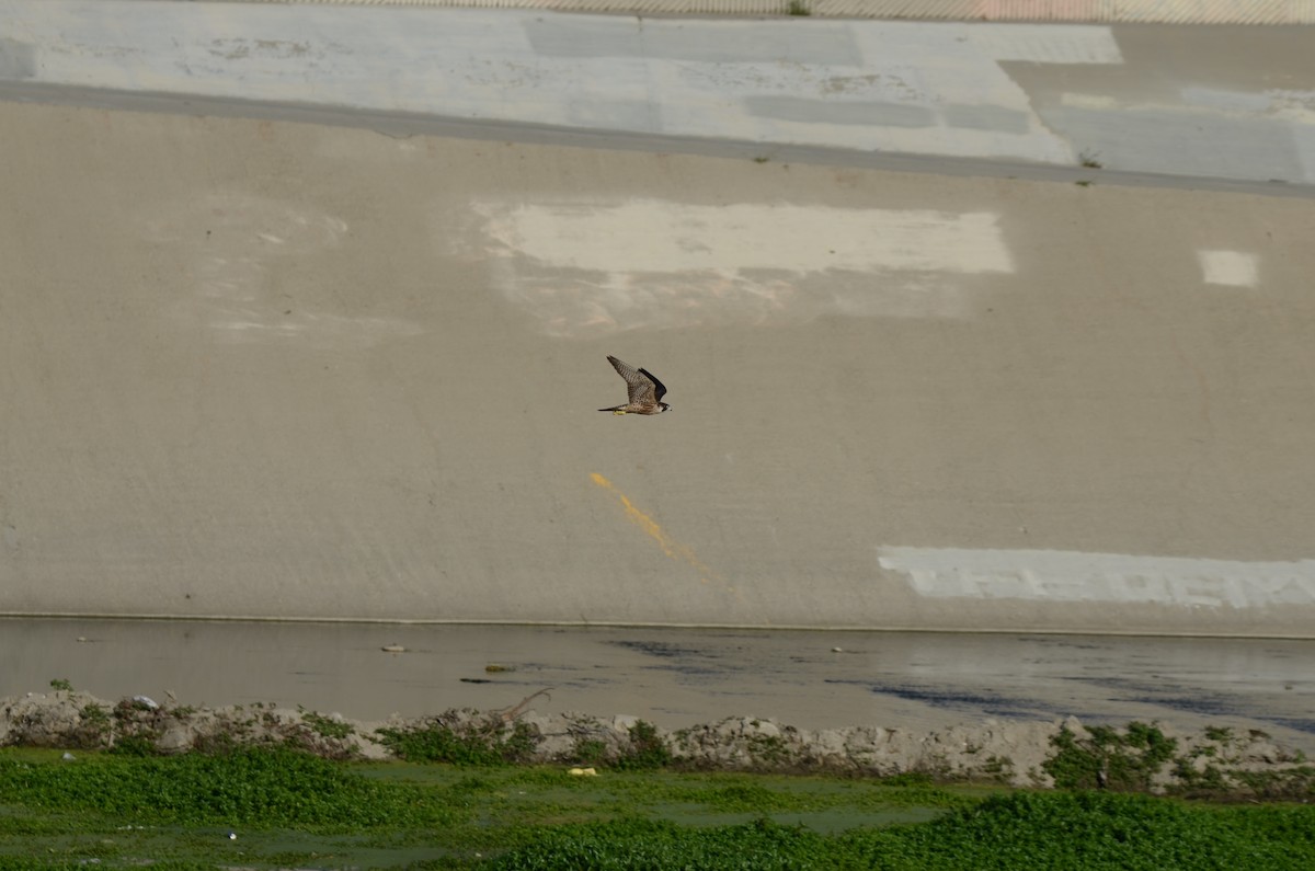 Halcón Peregrino - ML646277397