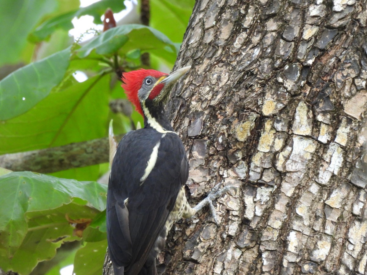 Picamaderos Listado - ML646277400