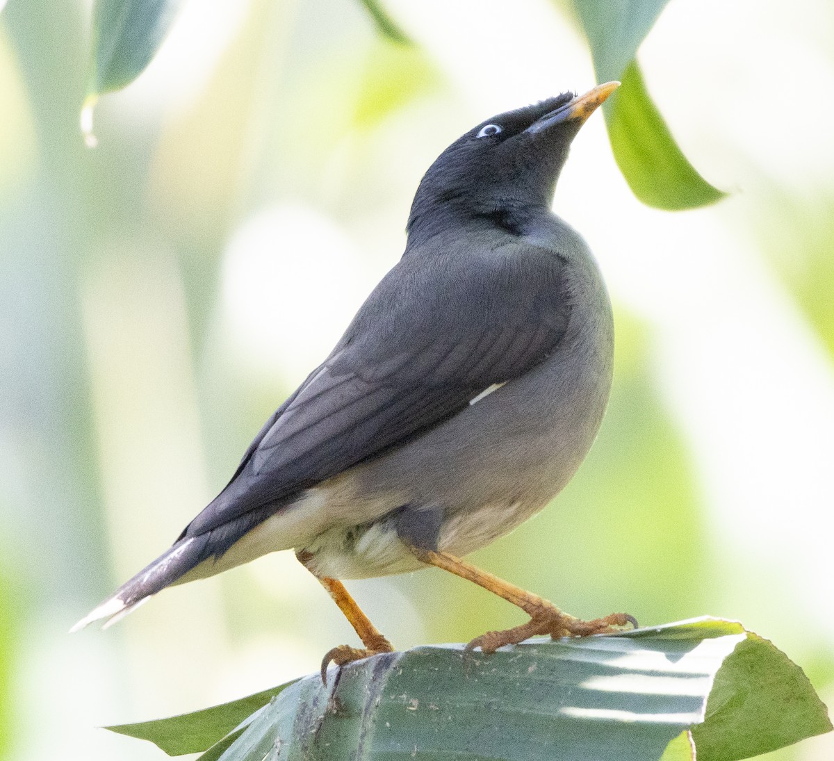 Miná de Jungla - ML646277402