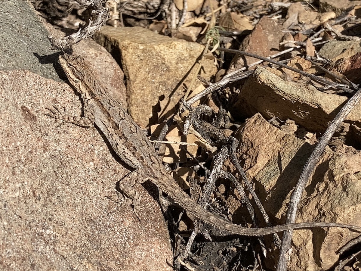 Animals - ML646277403