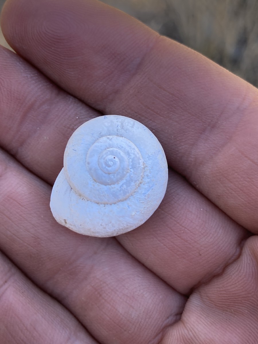 Animals - ML646277404