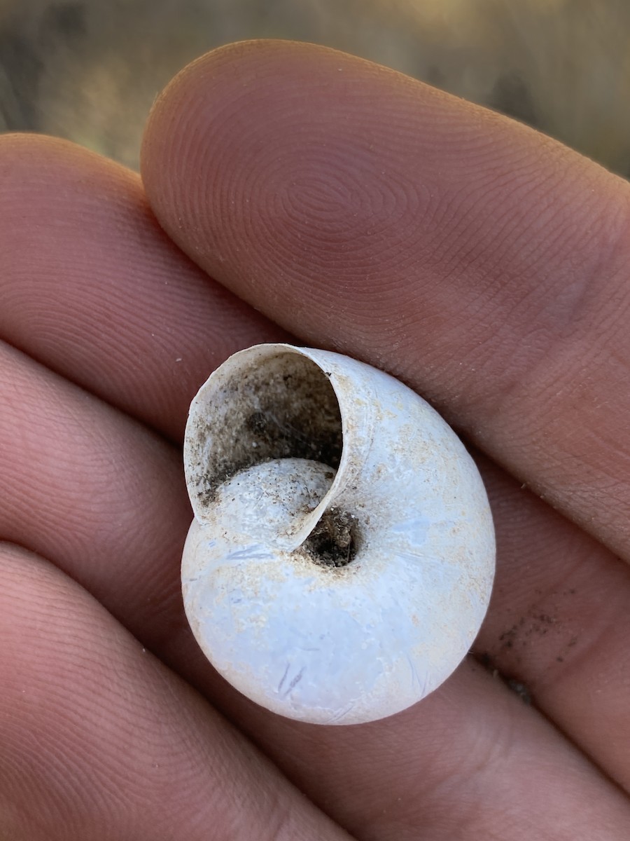 Animals - ML646277405