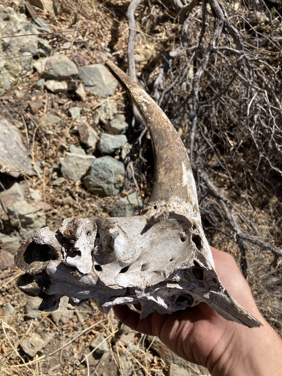 Animals - ML646277407