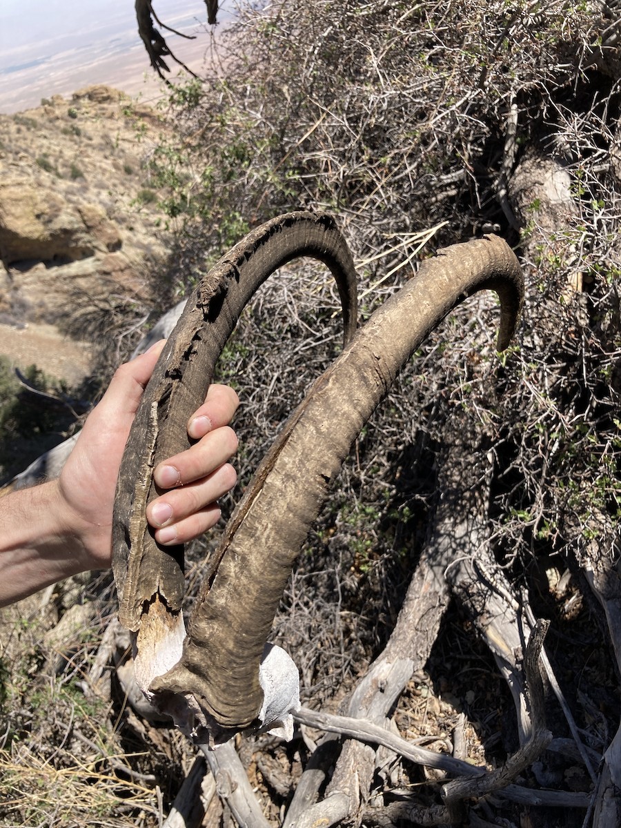 Alpine Ibex - ML646277408