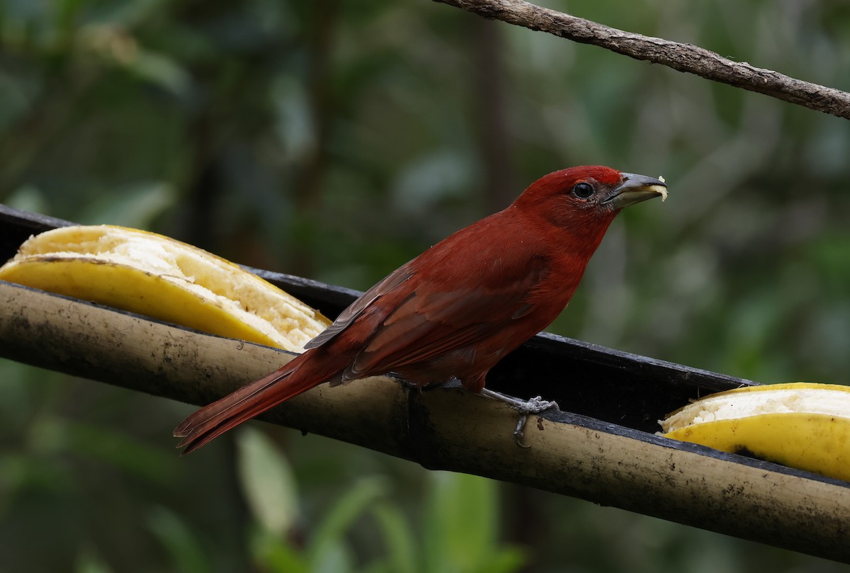 Piranga Bermeja - ML646277410