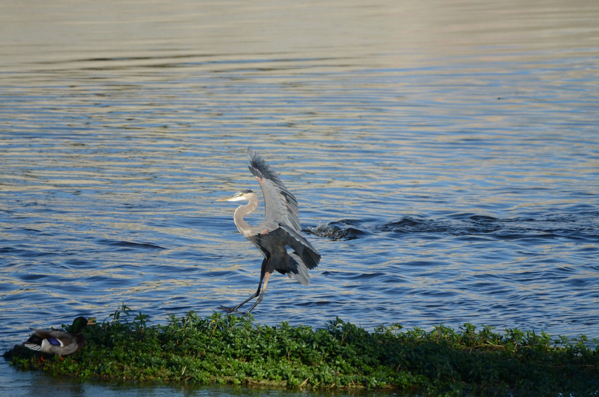 Garza Azulada - ML646277411