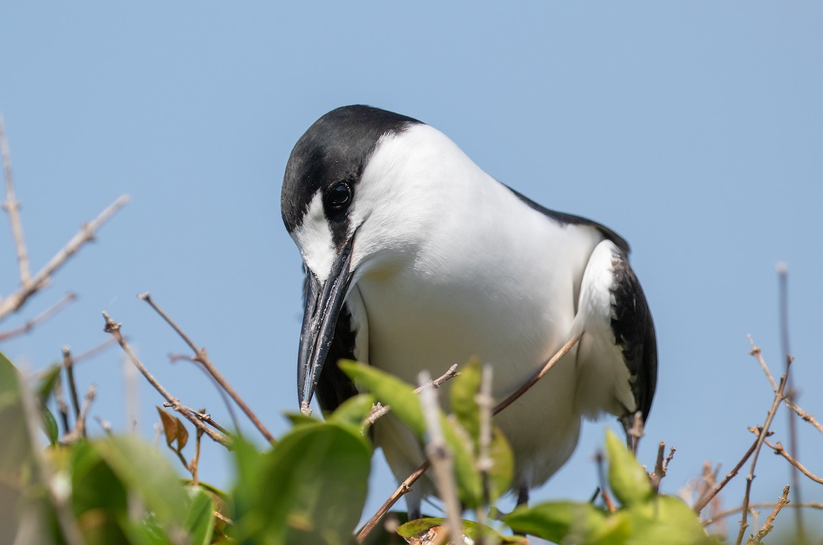 Charrán Sombrío - ML646277413