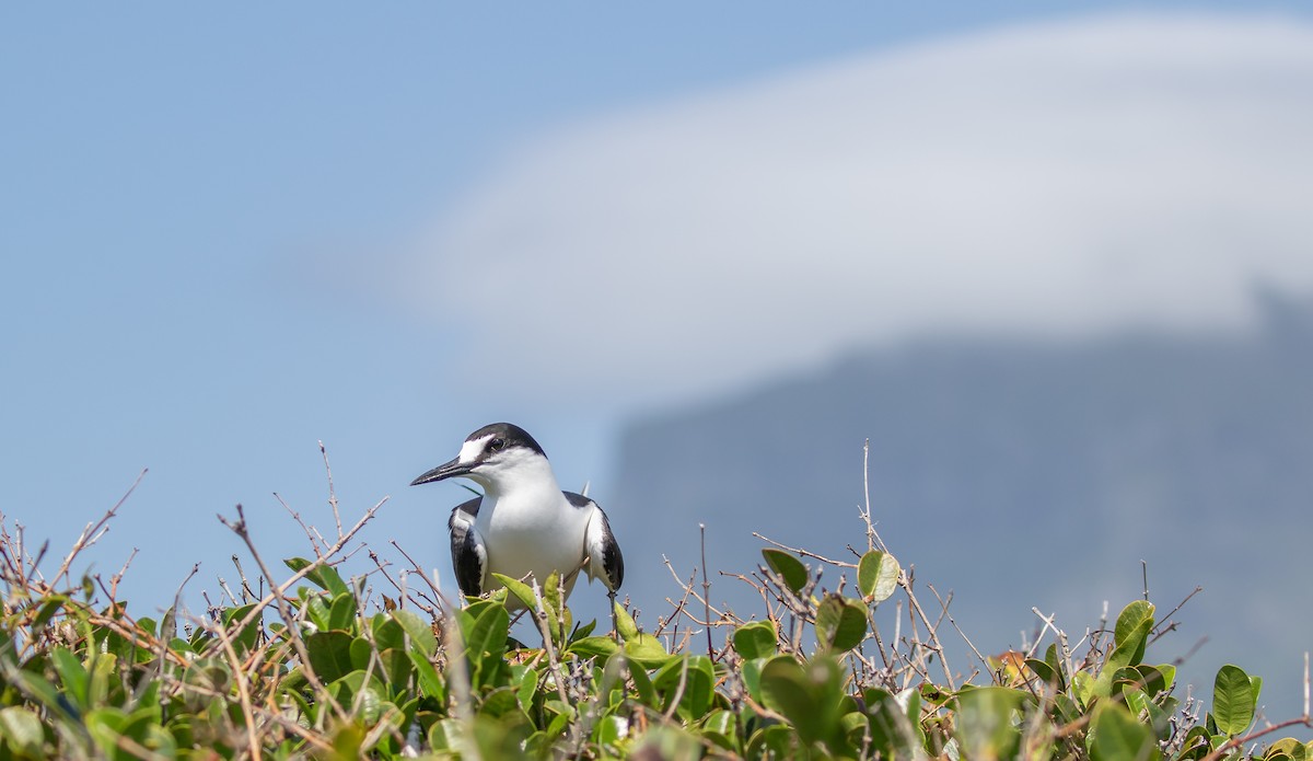 Charrán Sombrío - ML646277414