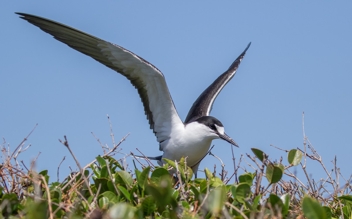 Charrán Sombrío - ML646277415