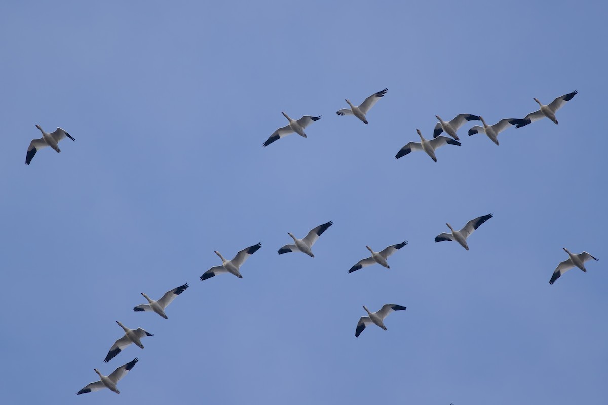 Ánsar Nival - ML646277416