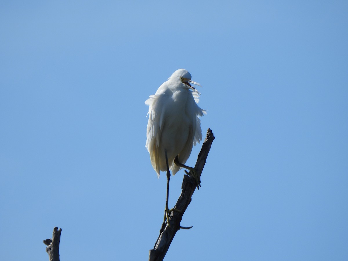 Garceta Nívea - ML646277419
