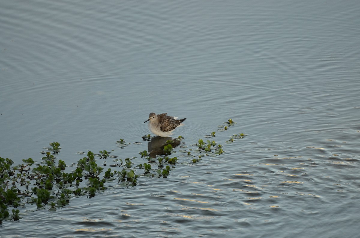 Archibebe Patigualdo Chico - ML646277420