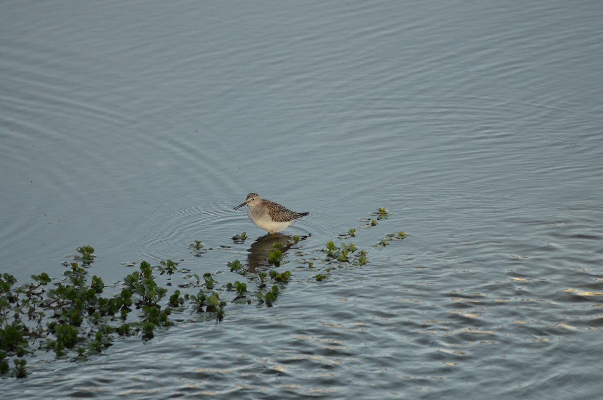 Archibebe Patigualdo Chico - ML646277421