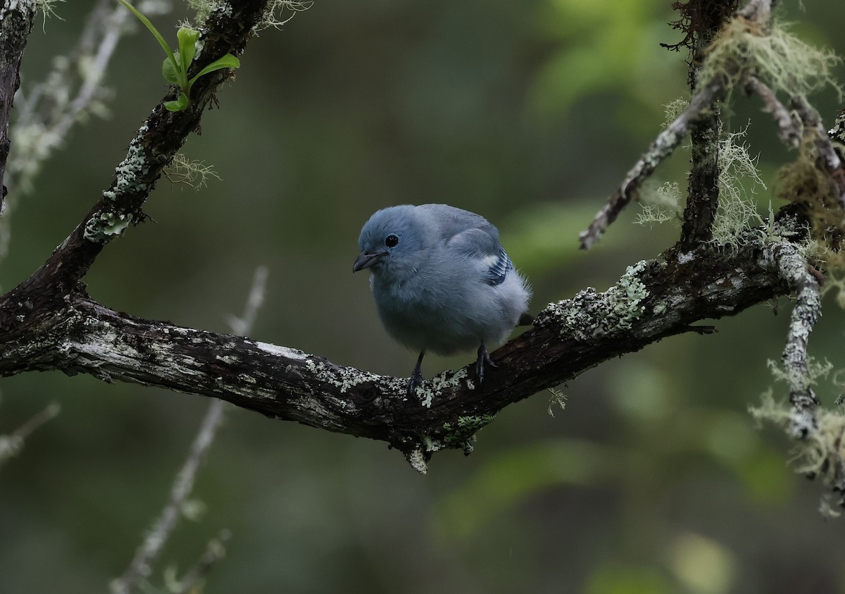 Tangara Azuleja - ML646277422
