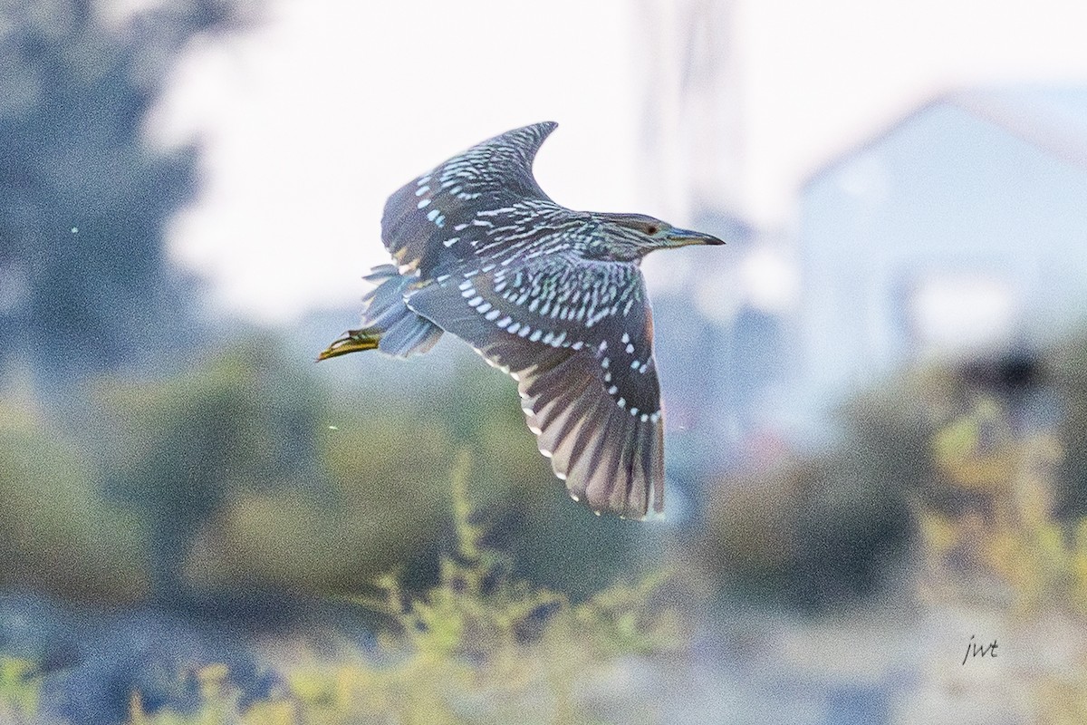 Martinete Común - ML646277423