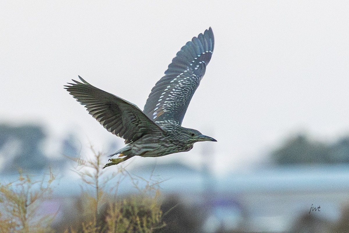 Martinete Común - ML646277424