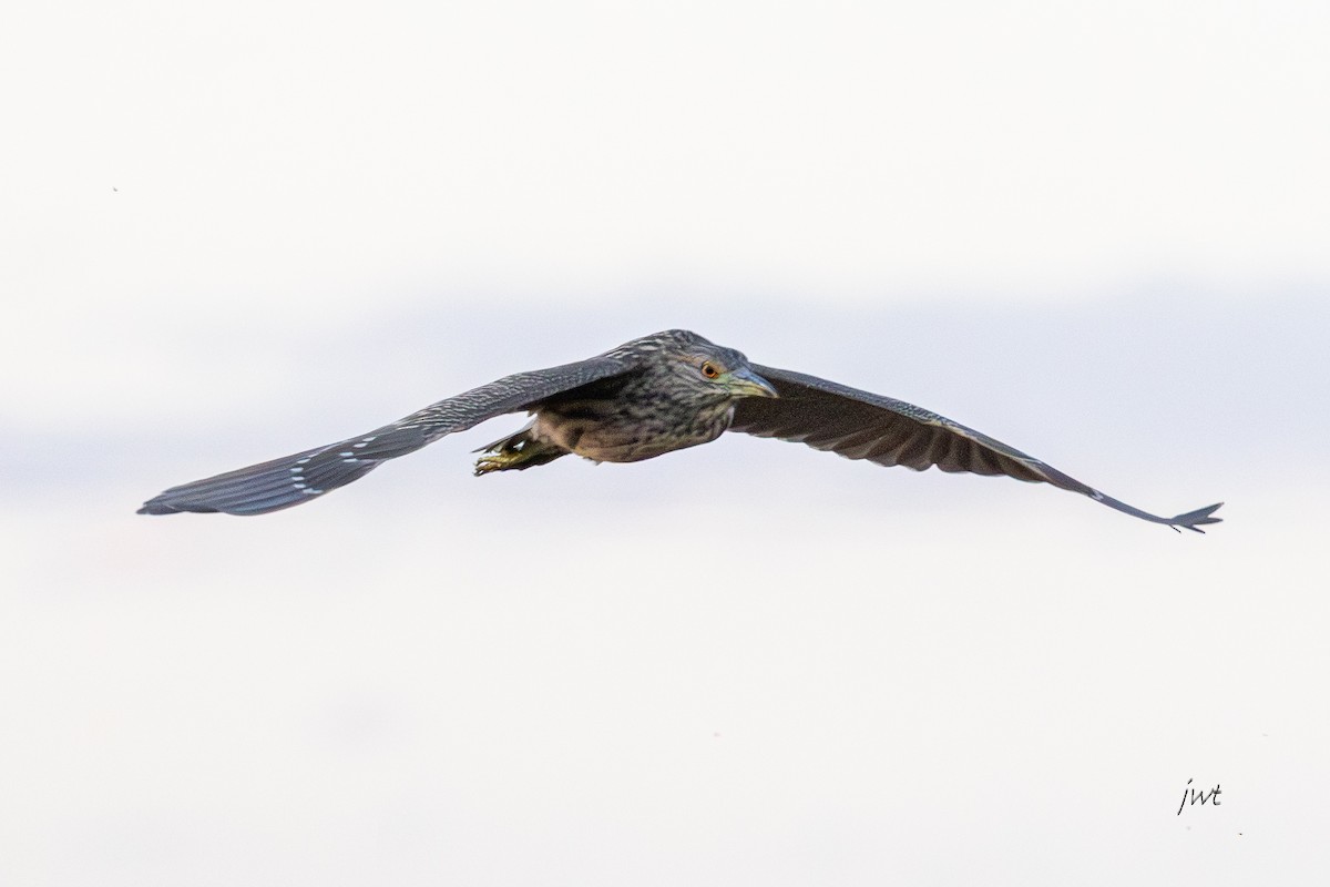 Martinete Común - ML646277425