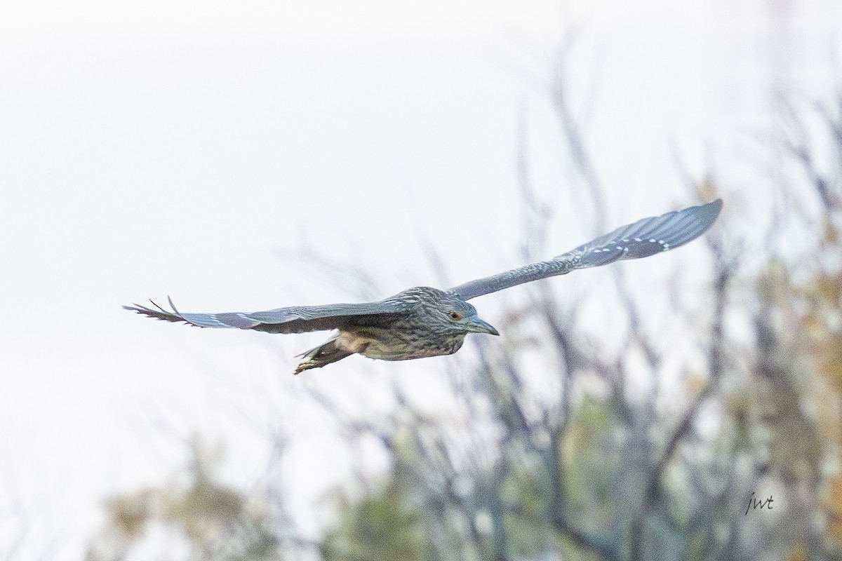 Martinete Común - ML646277426