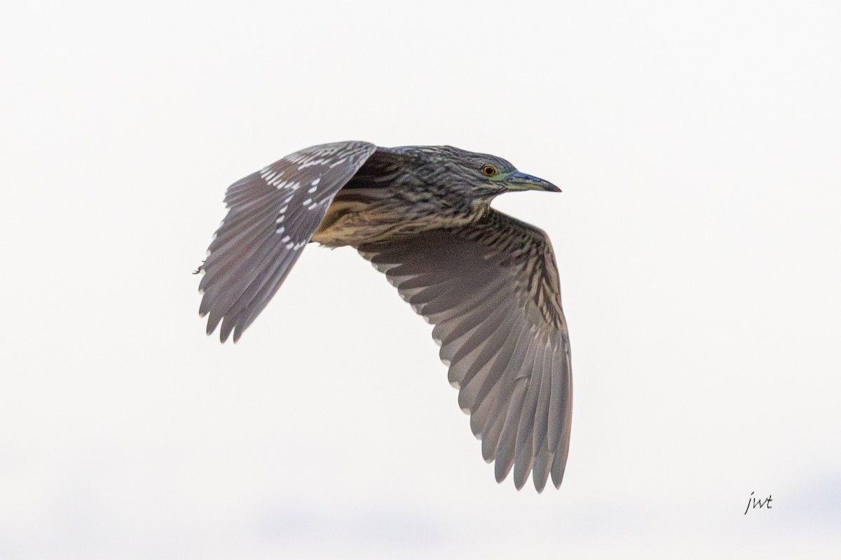 Martinete Común - ML646277427