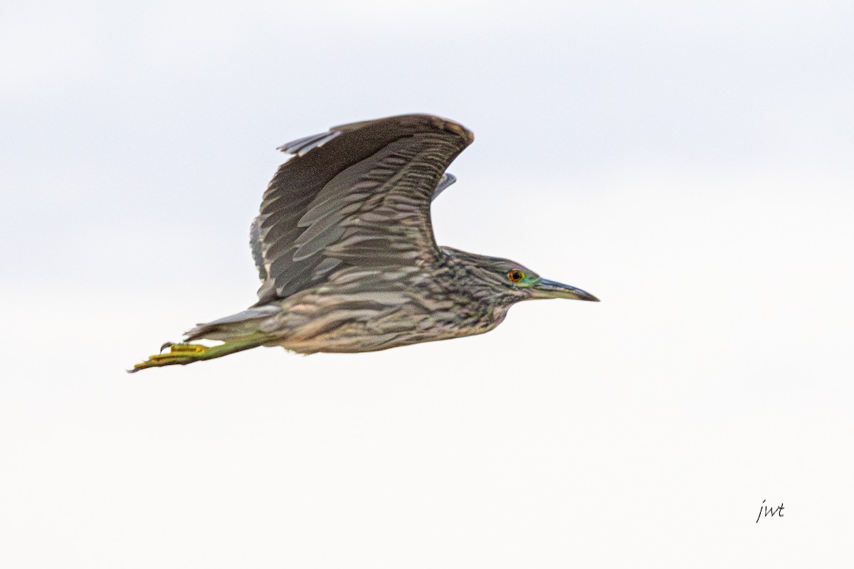 Martinete Común - ML646277428