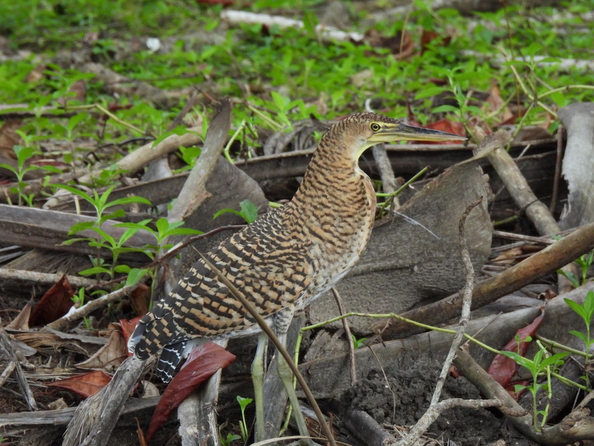 Avetigre Mexicana - ML646277429