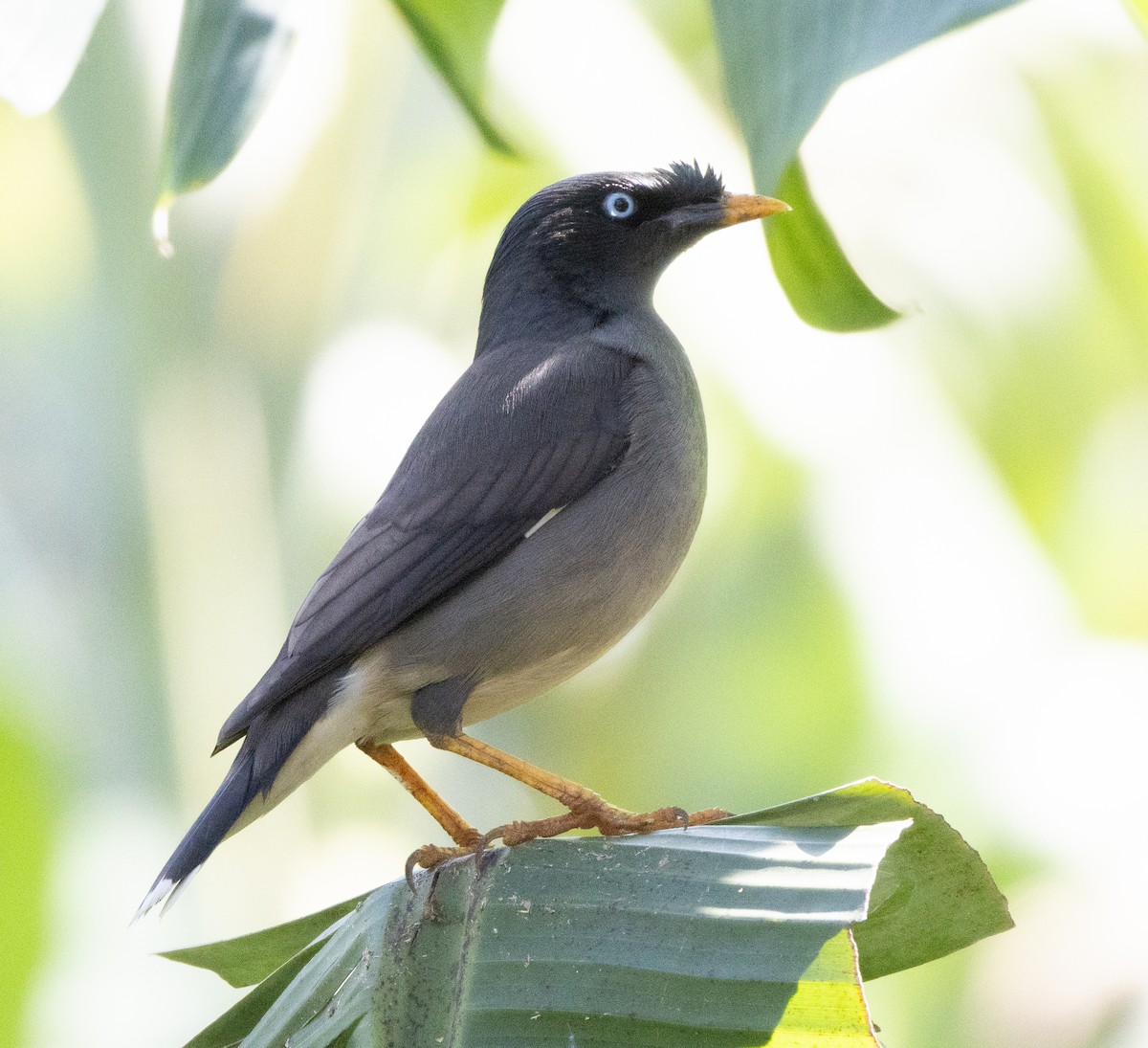 Jungle Myna - ML646277430
