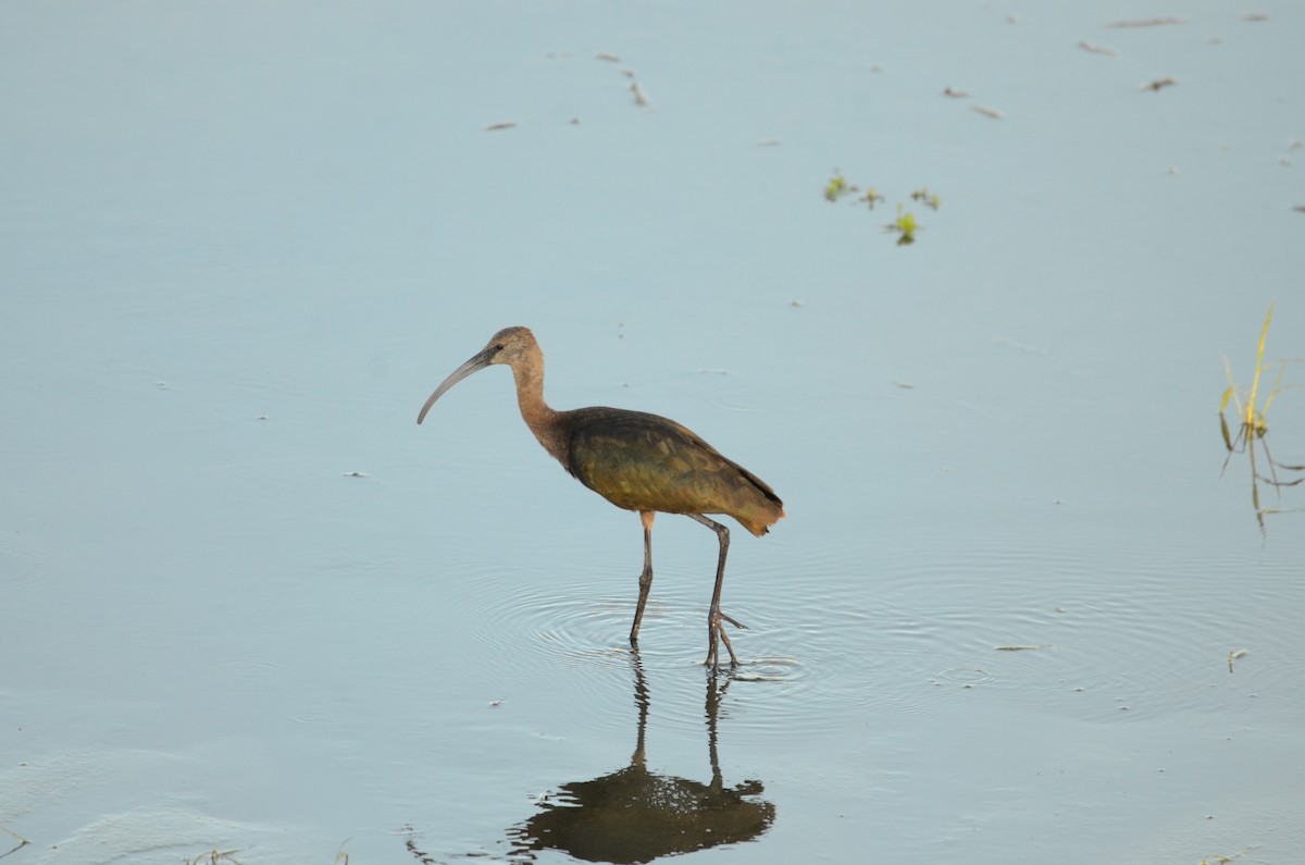 Morito Cariblanco - ML646277431