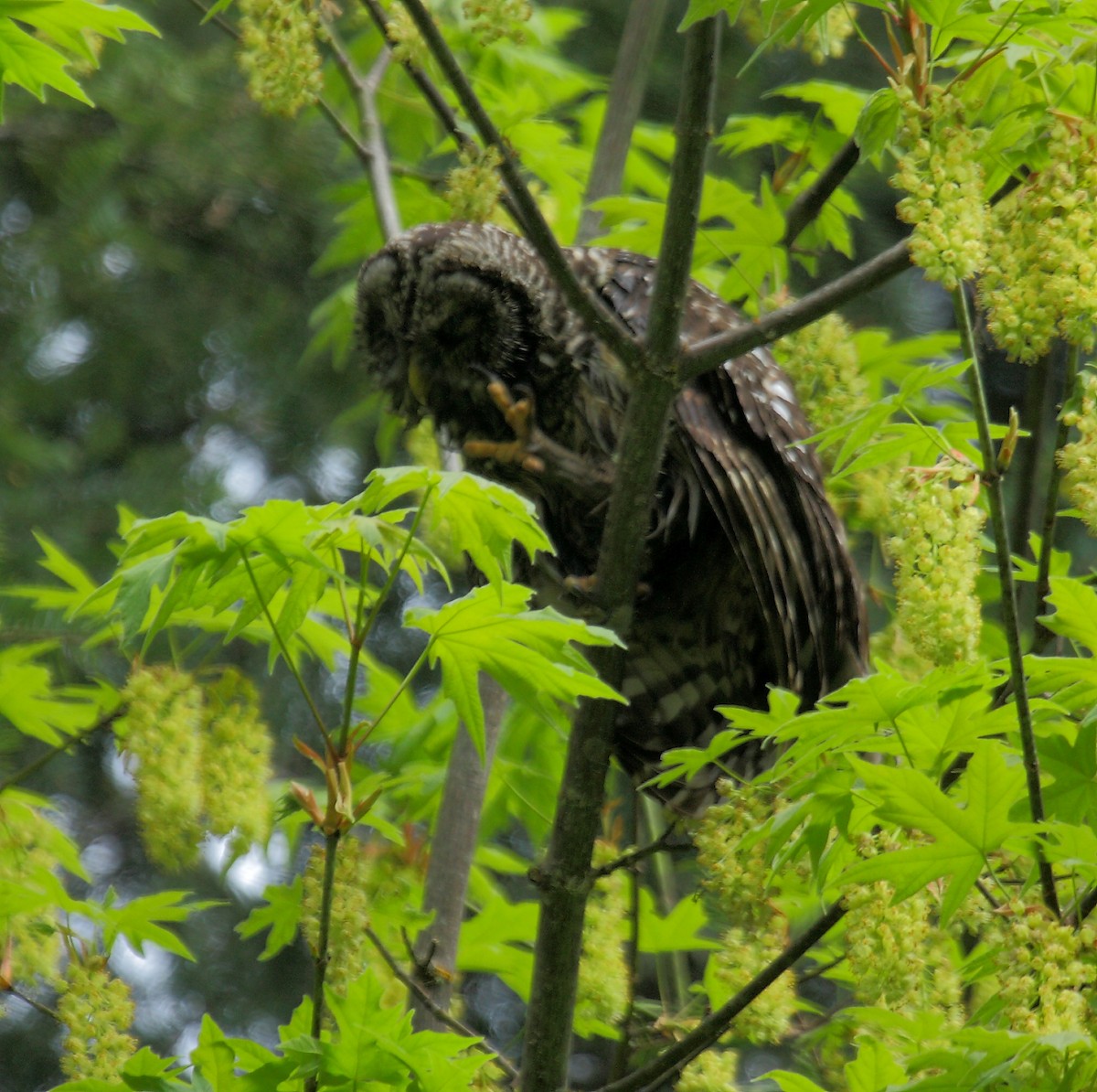 Cárabo Norteamericano - ML646277432