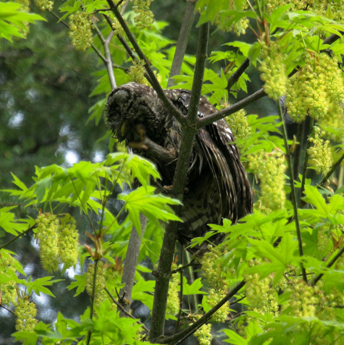 Cárabo Norteamericano - ML646277433