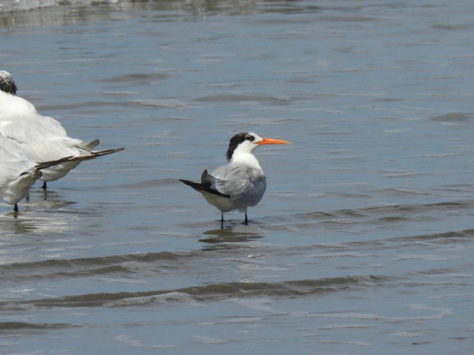 Charrán Elegante - ML646277434