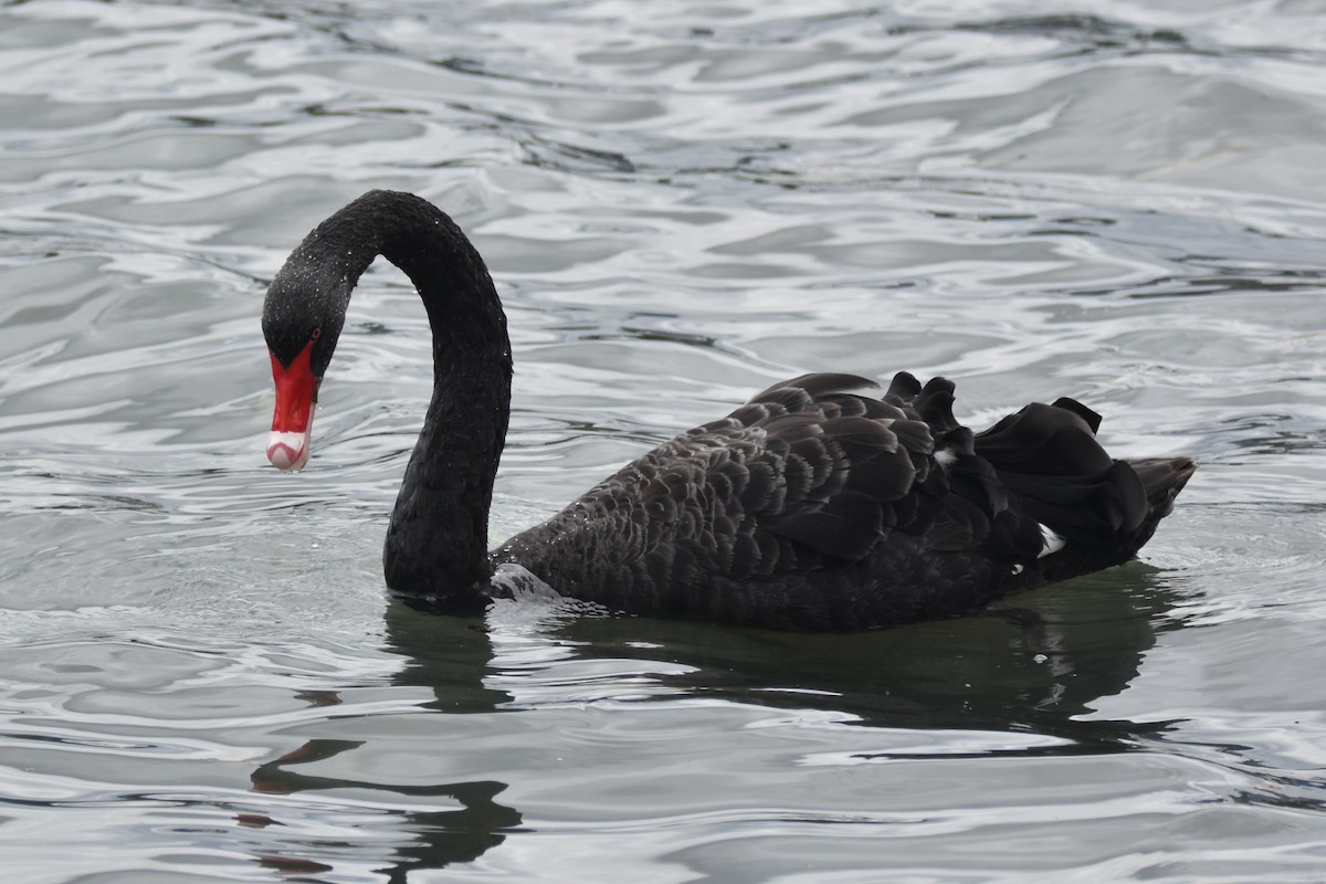 labuť černá - ML646277438