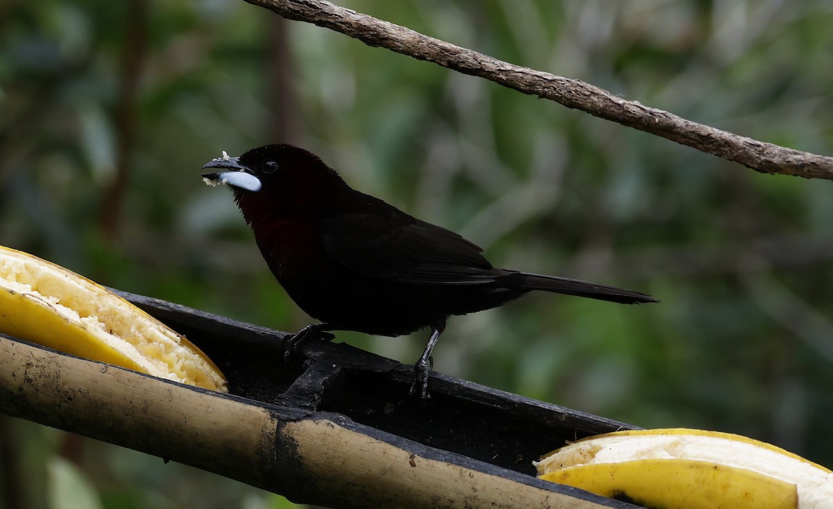 Silver-beaked Tanager - ML646277439