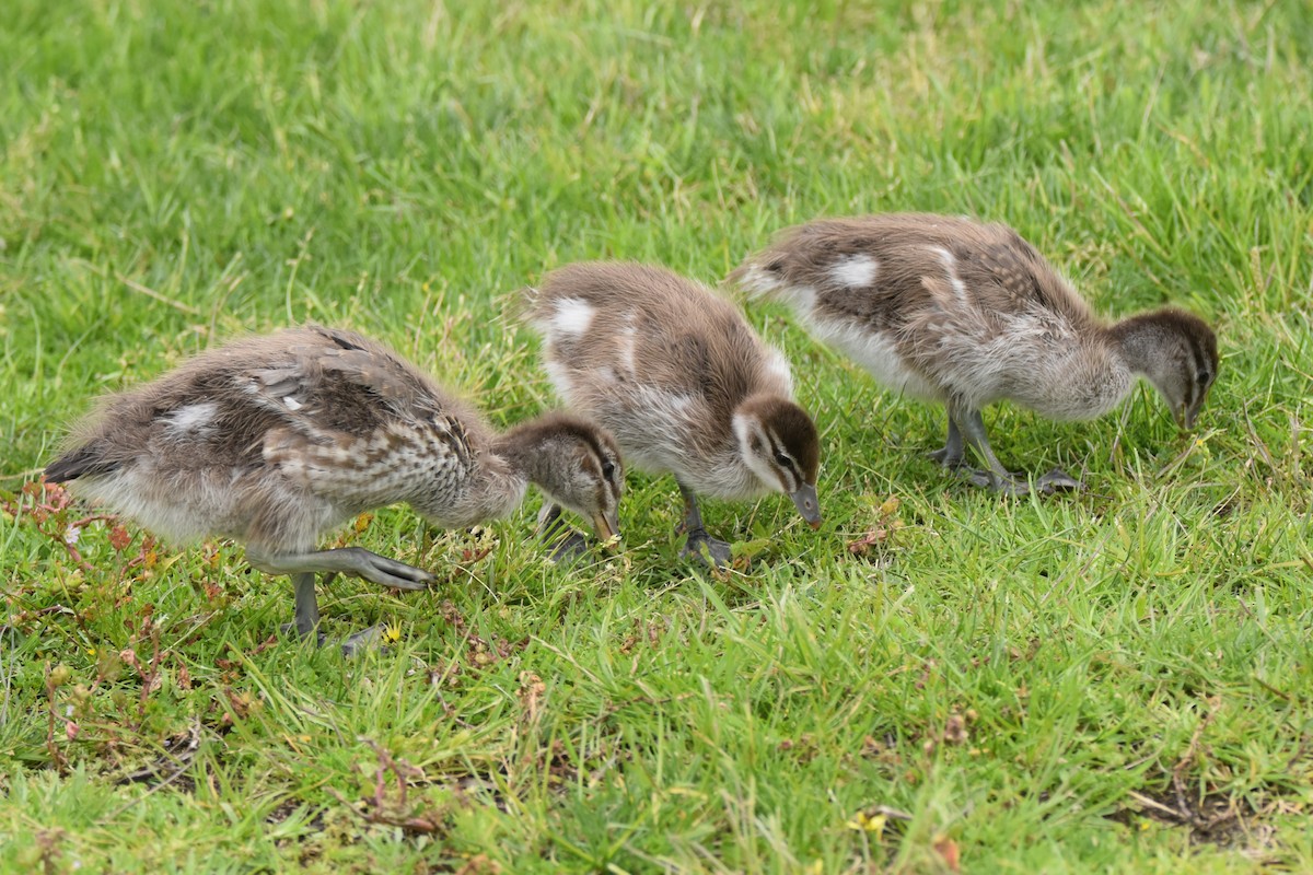 kachnička hřívnatá - ML646277440
