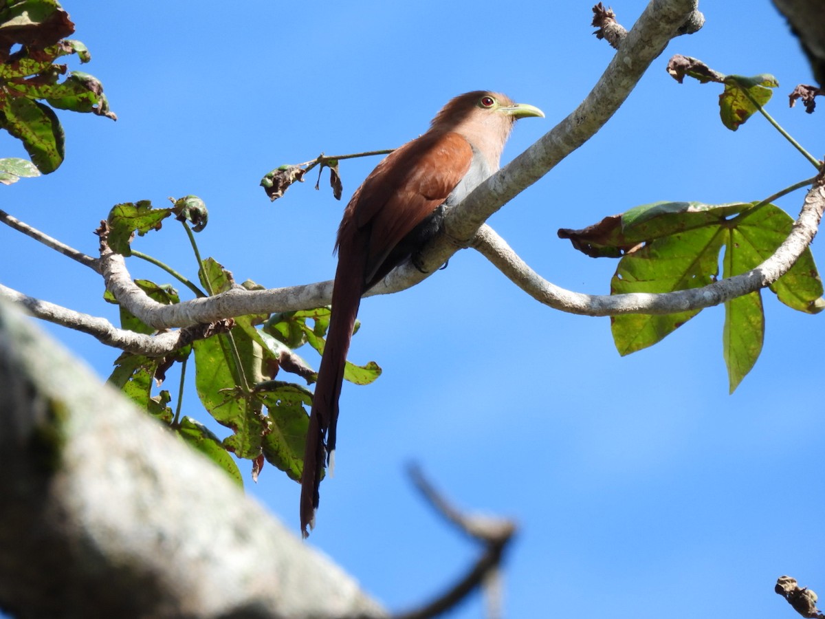 Common Squirrel-Cuckoo - ML646277441