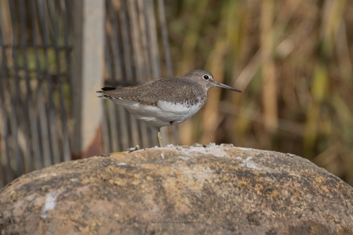 Green Sandpiper - ML646277442