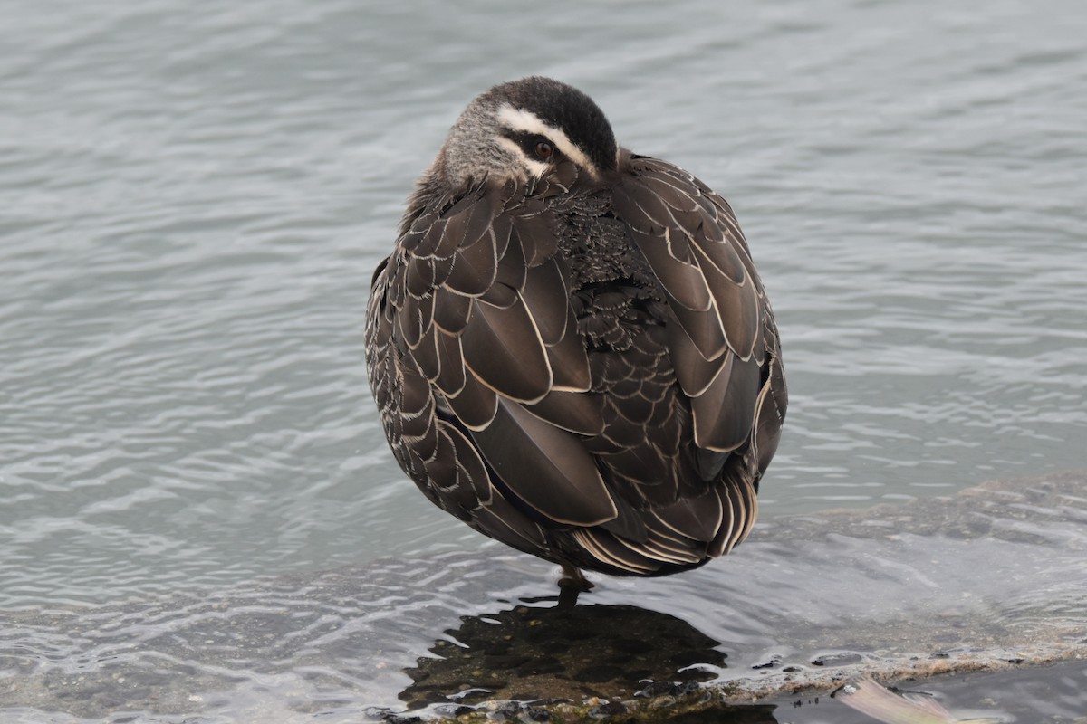 kachna pruhohlavá - ML646277444