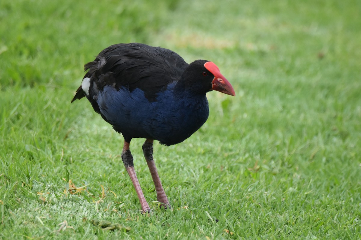 slípka australasijská - ML646277455