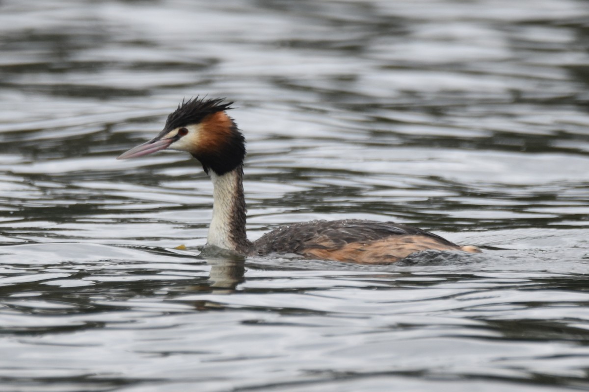 potápka roháč - ML646277458