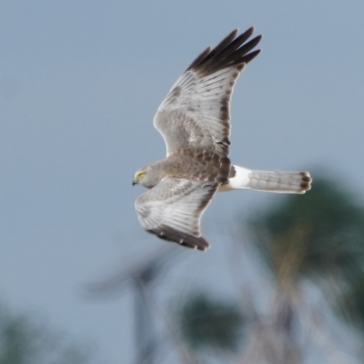 Hudsonweihe - ML646277459